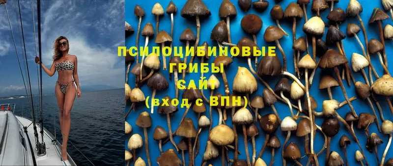 Галлюциногенные грибы Psilocybe  где найти наркотики  Кимовск 