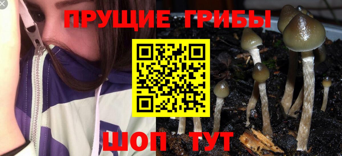 Псилоцибиновые грибы Psilocybe Кимовск